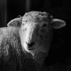 Taproot : Issue 48 : Nest