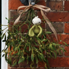 Mini Mistletoe Kit