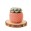 You Will be Able to Crochet Amigurumi by the End of the Book