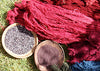 Cochineal Dye Workshop - October 24  1:00 -5:00 PM